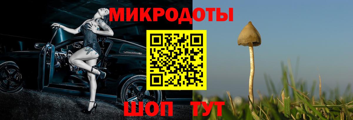 Галлюциногенные грибы Psilocybine cubensis Солнечногорск